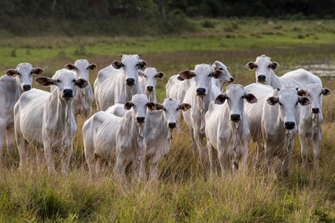 Herd of Nelore cattle on the pasture