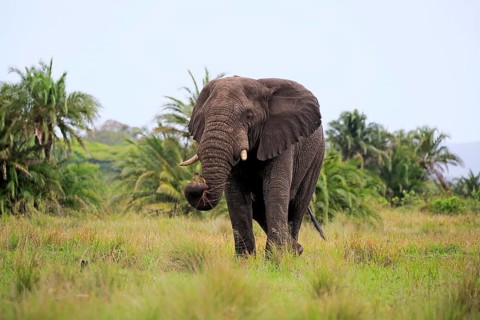 African Elephant