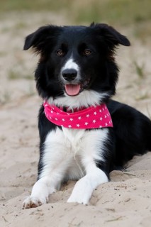 Border Collie