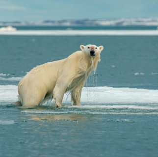 Polar bear