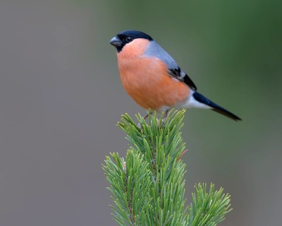 Eurasian bullfinch