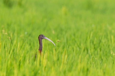 Glossy Ibis
