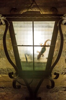 Mediterranean house gecko
