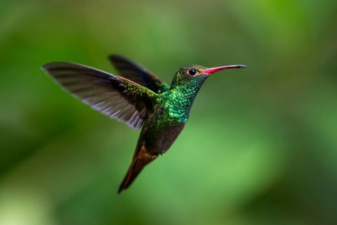 Rufous-tailed Hummingbird