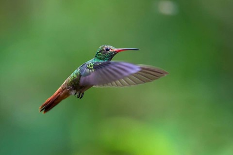 Rufous-tailed Hummingbird
