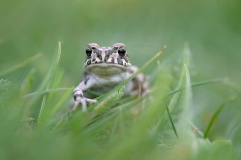 European green toad