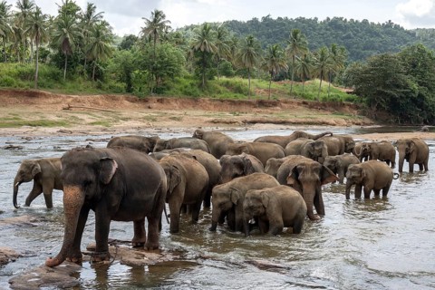 Asian or Asiatic elephants