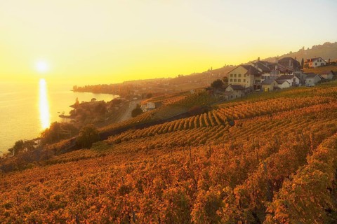 Vineyards in autumn with view of vineyard village Epesses