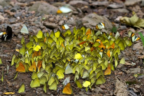 Many large grass yellows
