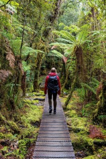 Hiker on walk through rainforest on Lake Matheson