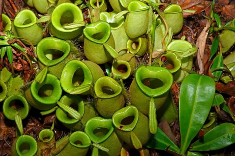 Pitcher plant