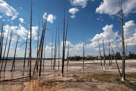 Dead Trees