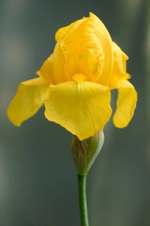 Yellow bearded iris