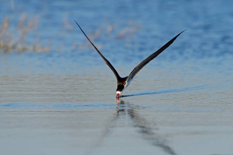 African skimmer