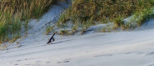 Yellow-eyed penguin