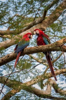 Red-and-green macaw