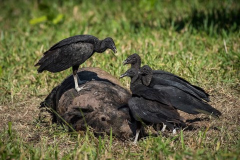 Black Vultures