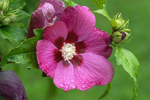 Blossom of a Rose of Sharon