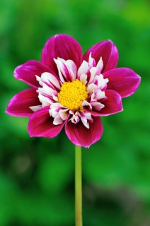 Collerette Dahlia