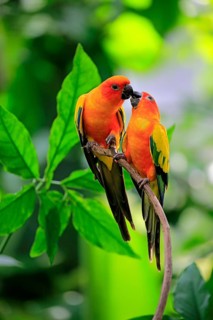 Sun conure