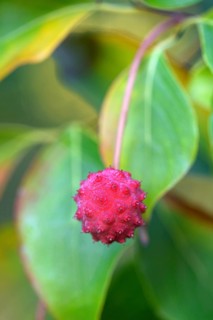 Cornus kuosa chinensis