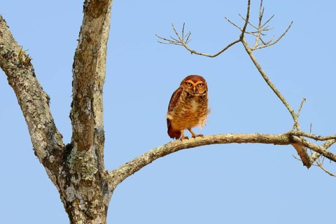 Burrowing owl