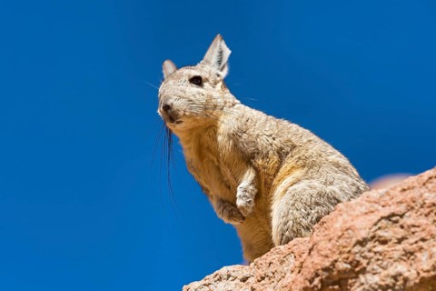 Southern Viscacha