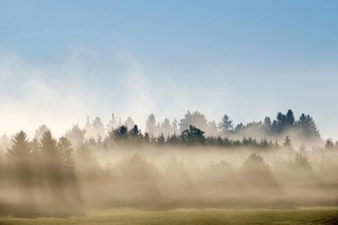 Sunbeams shine through forest in the morning mist