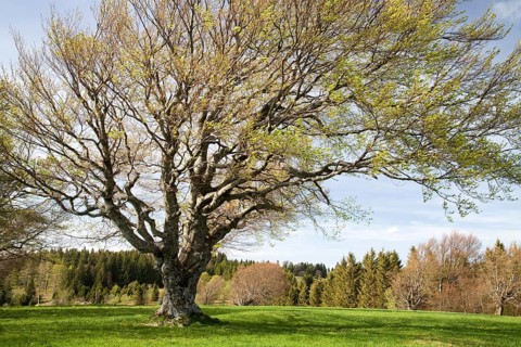 Sprouting Wood pasture beech