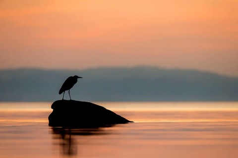 Grey Heron
