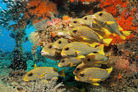 School of Ribboned sweetlips