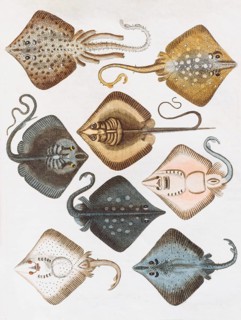 Various rays