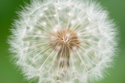 Common dandelion