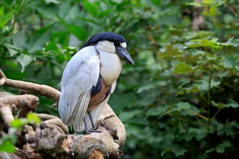 Boat-billed heron