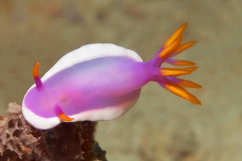 Bullocki Nudibranch