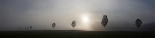 Fog and trees