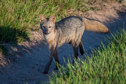 Hoary fox