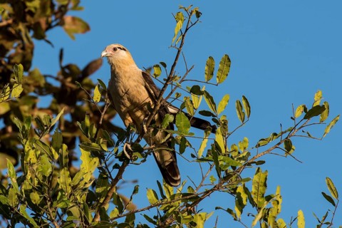 Yellow-headed caracara