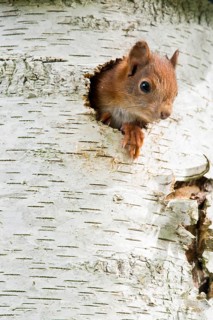 Young Eurasian red squirrel