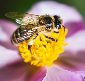 European honey bee