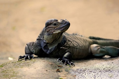 Rhinoceros Iguana