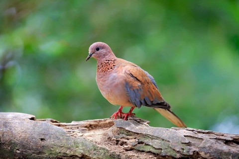 Laughing dove