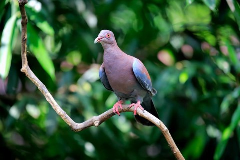 Maranon pigeon