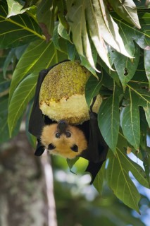 Seychelles flying dog