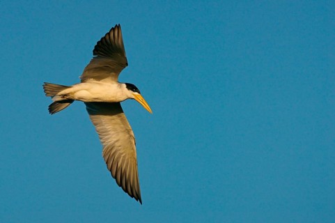 Large-billed tern