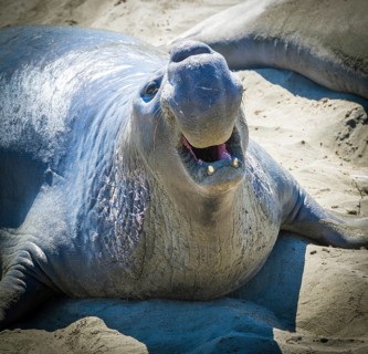 Northern Elephant Seal
