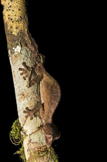 Satanic Leaf Tailed Gecko