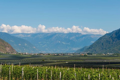 Vineyards in the valley in front of the mountains