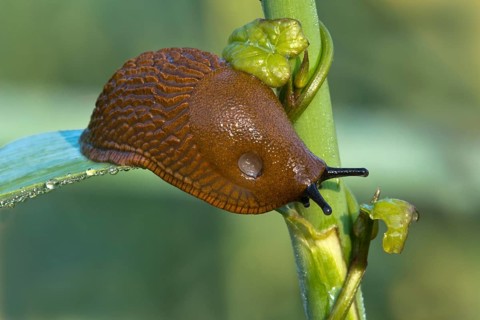 Spanish slug