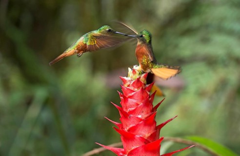 Chestnut-breasted coronets